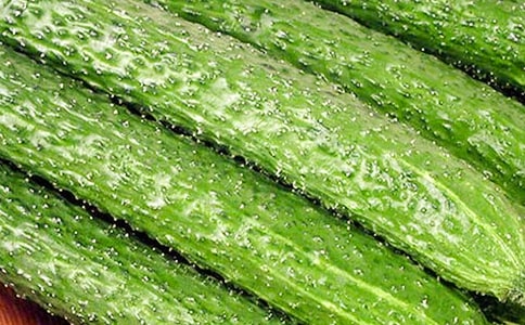 黃瓜苗成長(zhǎng)記作文