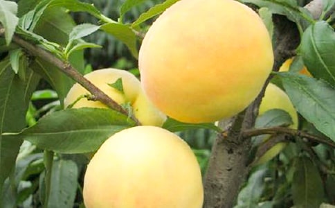 家鄉(xiāng)的黃桃作文