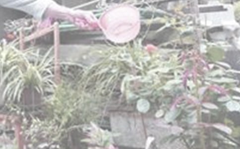 澆花的學(xué)問