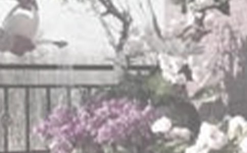 澆花作文100字 我學(xué)會了澆花