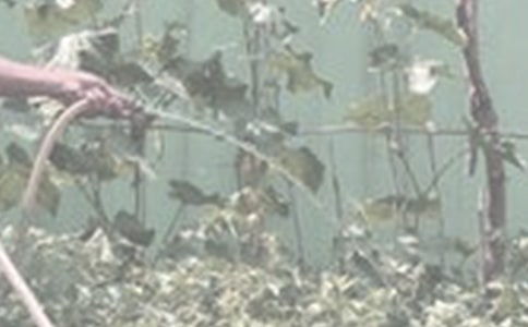 看圖寫(xiě)話-澆花的小女孩作文