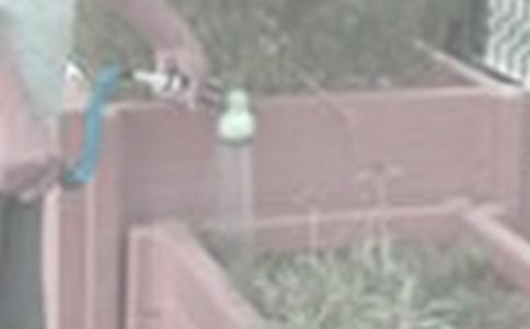 關(guān)于澆花的作文