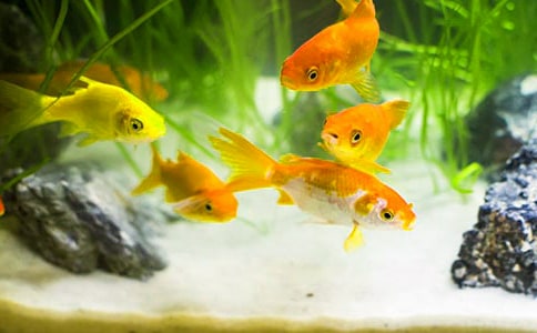 大班美術(shù)教案:金魚