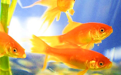 小金魚作文【精品】