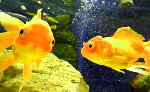 �����]���ɐ۵�С���~����