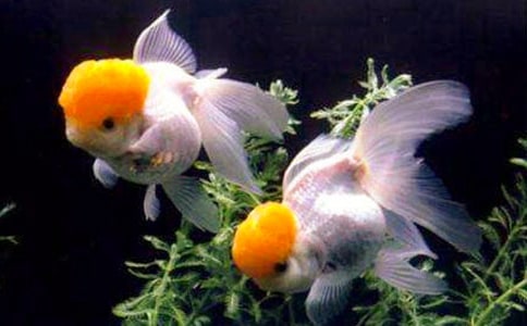 �����Ľ��~�а����g(sh��)��ӽ̰�