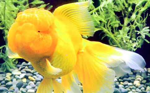 �Һ�С���~����