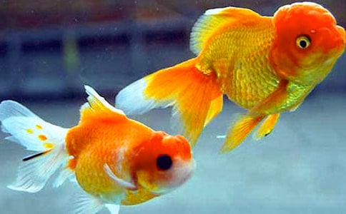 蘿卜金魚(yú)大班美術(shù)教案