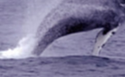 鯨魚的自白作文