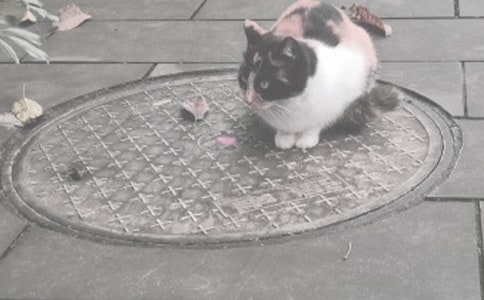 沒有蓋好的窨井蓋作文300字