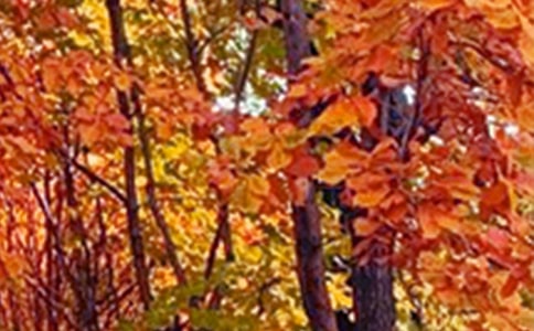 (合集)描寫(xiě)景色的作文