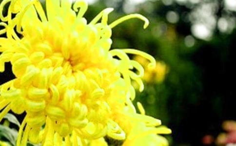 幽幽木菊花散文