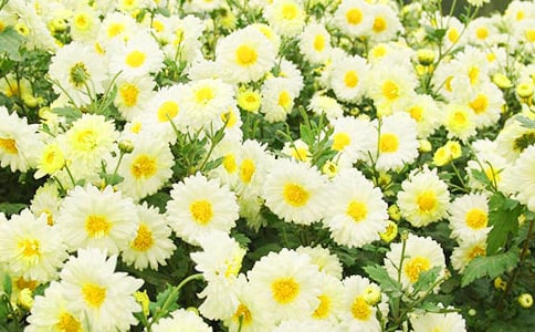 �а����g(sh��)�̰��������ľջ���