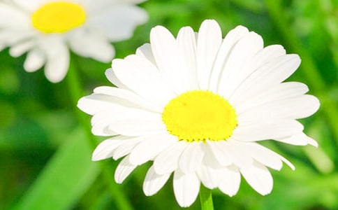 《彩色的菊花》美術(shù)教案