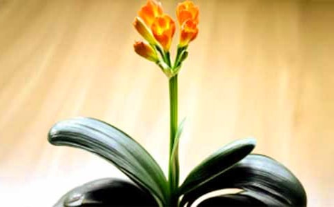 君子蘭作文匯編15篇