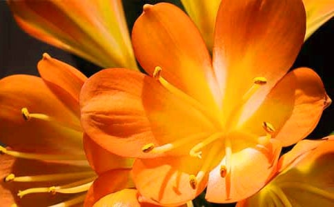 描寫君子蘭的作文100字