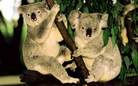 ��������300��6ƪ