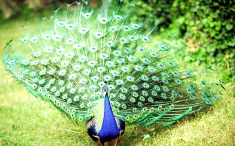 �����ȸ�p�p�����̌W(xu��)��˼