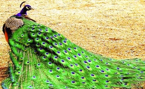 孔雀的作文400字