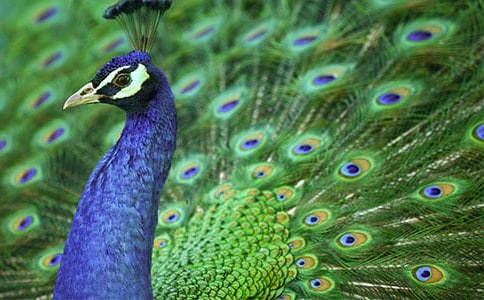 ��ȸ�~��ʳ����