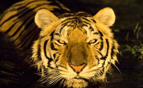 關于老虎的的作文