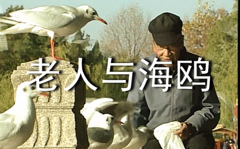 讀老人與海鷗有感