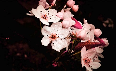 關于梨花的散文