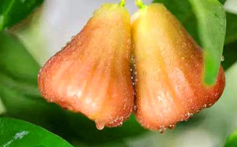 吃蓮霧有什么好處