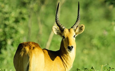 羚羊木雕續(xù)寫(xiě)作文(通用20篇)