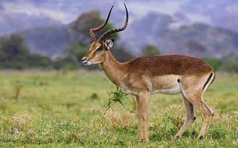 ����ľ��̰��OӋ