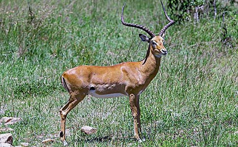 羚羊木雕讀后感