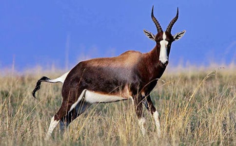 藏羚羊的跪拜讀后感(通用25篇)