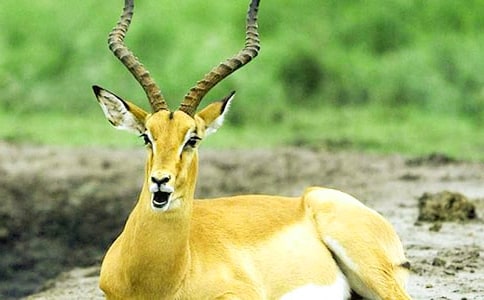 �������ʲô���ܡ��x��з���