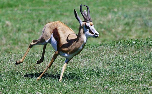 羚羊木雕優(yōu)秀的教案