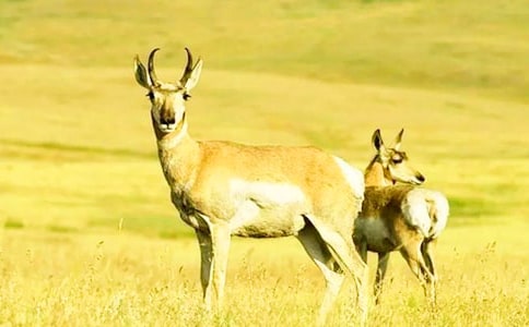 《藏羚羊的跪拜》讀后感