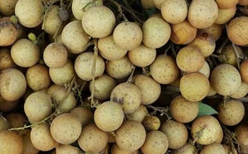 故鄉(xiāng)的龍眼