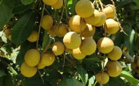 關于龍眼作文(錦集12篇)