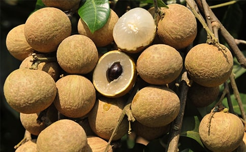 ���ۺ���֦���~��NȺ��(d��ng)�B(t��i)����Ⱥ��Y(ji��)��(g��u)