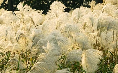 秋天的蘆葦作文400字