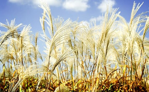 描寫蘆葦?shù)牧昙?jí)作文