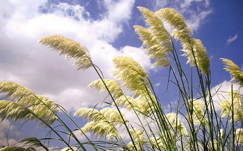 小班美術(shù)《家鄉(xiāng)的蘆葦蕩》玩色活動(dòng)教案