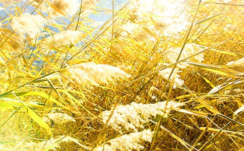 �P(gu��n)���JȔ?sh��)����?/></p>
<h2>�P(gu��n)���JȔ?sh��)����?</h2>
<p>������(gu��)�c��(ji��)���g���ְ֡��������Һ�����ȥμ�Ϻ��(y��ng)ȥ�����҂�һ����ͳ��l(f��)�����絽�_(d��)���(y��ng)̎ŮȪ��һ�M(j��n)�T���ö�ö����ѽ���кܶ�С����Ҳ���ְ֋�����(l��i)�棬�҂�����݆����������������ˮ�п����˺ܶ�ܶ���JȔ����Ư�����������������������L(f��ng)���JȔ���L(f��ng)���hѽ�h��ɳɳ��푣�������˼��</p><h2>�P(gu��n)���JȔ?sh��)?����2</h2>
<p>�����������ϣ����x�ˡ�����c�JȔ?sh��)Ġ?zh��ng)Փ�����v���JȔ���L(zh��ng)�ں�߅��������L(zh��ng)��ɽ�_�¡�һ�������ЦԒ�JȔ̫С����������ҹ������һ�ɏ�(qi��ng)���'�L(f��ng)����(l��i)����䱻�B�������JȔſ�ڵ��������^(gu��)���@��(ch��ng)��(z��i)�y�����V�҂���ҪЦԒ�e�ˣ��ӄ�(sh��)�Еr(sh��)�����D(zhu��n)���Ƀ�(y��u)��(sh��)��</p><h2>�P(gu��n)���JȔ?sh��)����?</h2>
<p>�������껨���ĕr(sh��)���Һ͋����ܵ�߀���҂�������һ��ȥ��߅���JȔ���JȔ�Ǽ�(x��)��(x��)�����߸ߵġ��^����װ׵���ë ��΢�L(f��ng)�p�pһ�������S�L(f��ng)�h��(d��ng)���е����Ǻ��҂��c(di��n)�^���е����ں��҂��������f(shu��)���gӭ�ゃ��</p><p>�����Ҍ�(du��)�����f(shu��)�JȔ��Ư��ѽ�������Ƀ���`����߅�İ���������ܛ���޻����򼃃��İ�ѩ�������(d��ng)�ľ��`����</p><h2>�P(gu��n)���JȔ?sh��)����?</h2>
<p>�������싌������ȥɳ�����@������������Ҿͺ͸��������ɳ�����҂���������d�ĕr(sh��)�����ְ������^(gu��)��(l��i)�f(shu��)����?q��)����кܶ��JȔ���Һ���Ҋ(ji��n)�JȔ�L(zh��ng)��ɶ���ӣ��ͺͰְ�һ�K�^(gu��)ȥ�������l(f��)�F(xi��n)�JȔ�L(zh��ng)���ּ�(x��)�ָ����Ұְ��ǘӸ����JȔ�����ǰ�ɫ�ϵ�.������ȥ������ܛ���ҰѰְֽo��ק���JȔ�ҷ���һ�����һ�ђ߳����ÿ��O�������^��߀׌�Ұְ֎����ҁ�(l��i)�@������</p><h2>�P(gu��n)���JȔ?sh��)����?</h2>
<p>�������l(xi��ng)��Ƭ�JȔʎ��������</p><p>�������������ܵ��JȔ��ˮ�Ђ������h(yu��n)�h(yu��n)��ȥ����һ�F(tu��n)�F(tu��n)�Gɫ���F�h��Ӟ�������ʎ�ϣ��ҰV�V��'�������зN���ӵ���z����(d��ng)���^�����룺�@���`�`��ˮ�����̎ȥ����(hu��)�������M����Ȕʎ��Ĵ��B�������(l��i)����Ҫ�w������ȥ���@Ȕʎ���������ɶ���������(l��i)���x�_���@��(g��)�ط���Ȼ����(du��)�J���ĸ�����Ȼ�����</p><p>�����@Ƭ�����ĵط�����߀��(hu��)��(l��i)�ġ�</p><h2>�P(gu��n)���JȔ?sh��)����?</h2>
<p>�����������x��һ��(g��)ϲ�g�Ĺ������С������JȔ������(n��i)�����@�ӵģ�һ����һƬ�Օ���ӝɵ�������˴��L(f��ng)���ӝɵ�����JȔ�S�L(f��ng)�uʎ��һ��һ�������ӝɵ�߅��һ�ô��sֱͦ���ţ����ϓu���Լ������|��ֻ�ǔ[��(d��ng)������֦�~��</p><p>������俴���JȔ����Ц���f(shu��)��