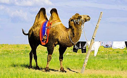 һȺ��һ�ӵ���