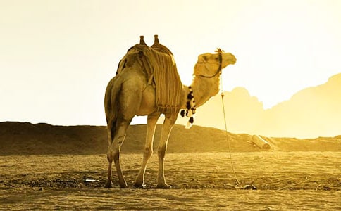 �񄌤��ӛ�̰�