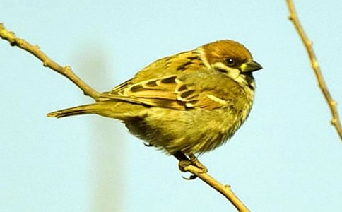 寫(xiě)麻雀的作文