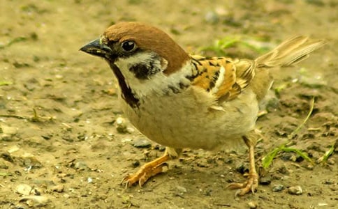 《麻雀》讀后感