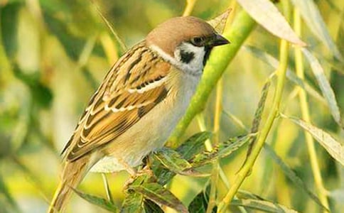 關于麻雀的優(yōu)秀作文