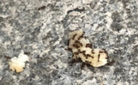 螞蟻的啟示作文