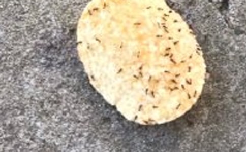 我是一只螞蟻?zhàn)魑?50字