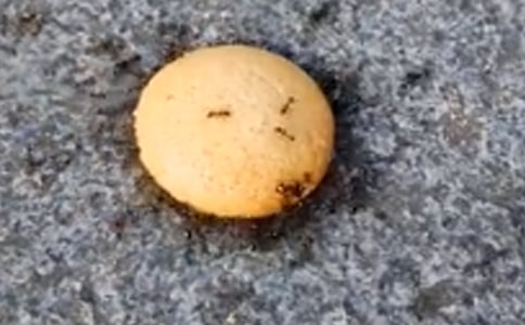 螞蟻童話作文4篇